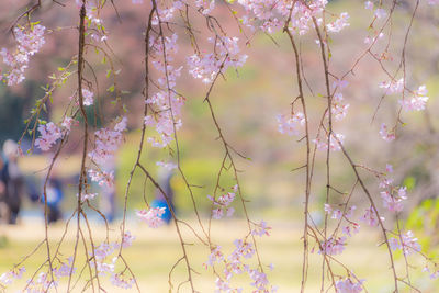 Close-up of pink flowering plants against blurred background