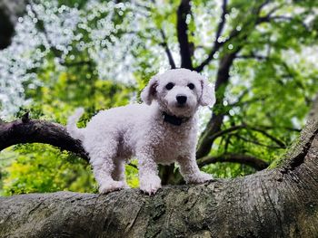 Portrait of dog on tree trunk