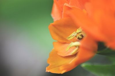 Close-up of orange flower blooming outdoors