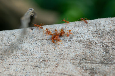 Close-up of ant on rock