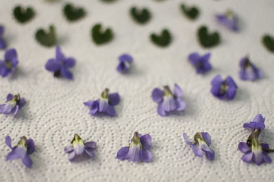 Full frame shot of purple flowering plants