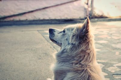 Close-up of dog against sky