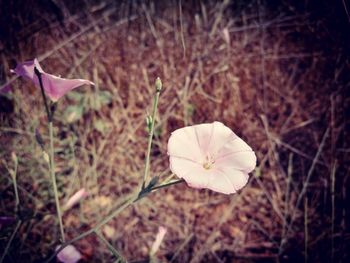 Close-up of flowering plant on land