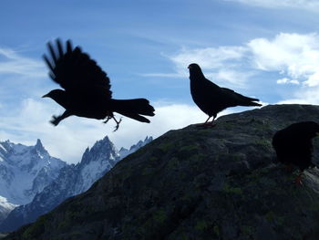 Bird flying over mountain against sky