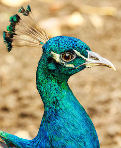 Close-up of peacock