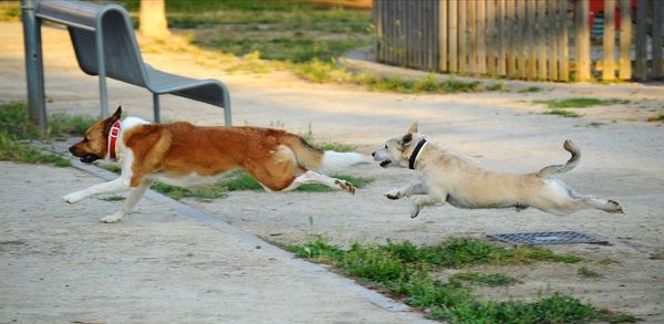 View of two dogs on footpath