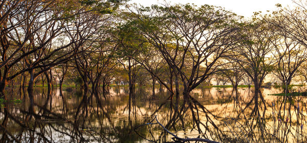 Scenic view of bare trees in lake