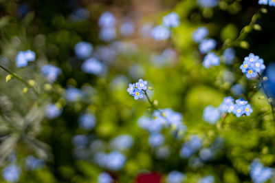 Close-up of purple flowering plant