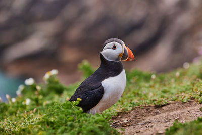 Puffin standing on a rock cliff . fratercula arctica 