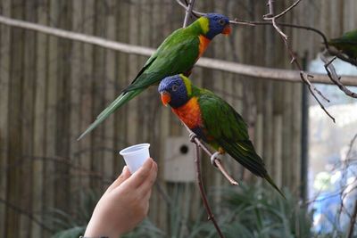 Birds perching on tree