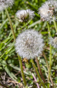 Close-up of dandelion on field