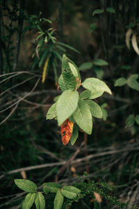 Close-up of plant