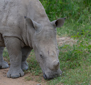 Rhino baby in hluhluwe national park nature reserve south africa