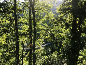 Trees in forest