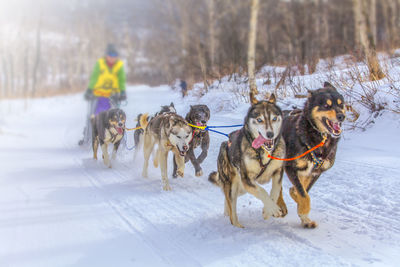 View of dogs in snow