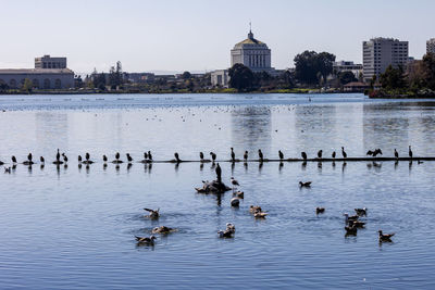 Birds in lake