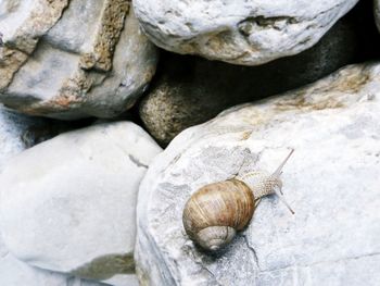 High angle view of an animal