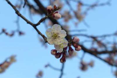 Cherry blossom in south korea