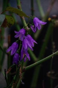 Close-up of flowers