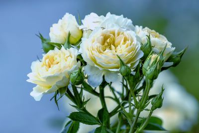 Close-up of white rose bouquet