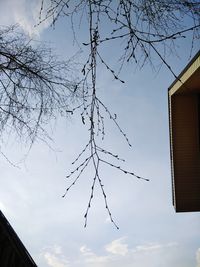 Low angle view of tree branches against sky