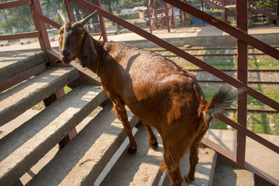 Goat  standing on  a stair