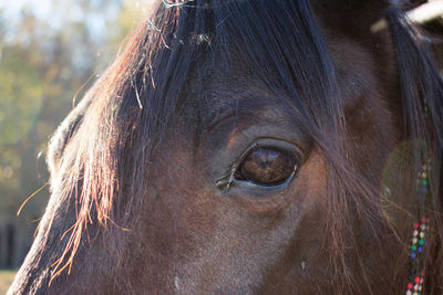 Close-up portrait of horse