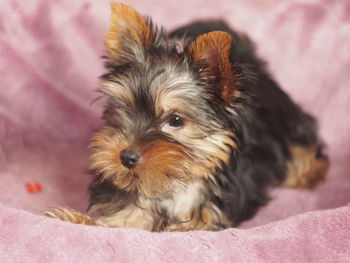 Portrait of dog relaxing on bed