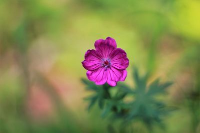 Close-up of pink flowering plant