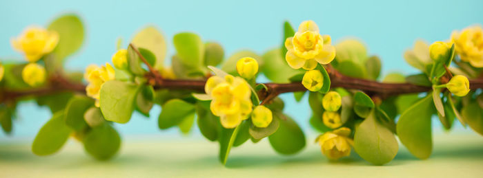 Close-up of yellow flowering plant against sky