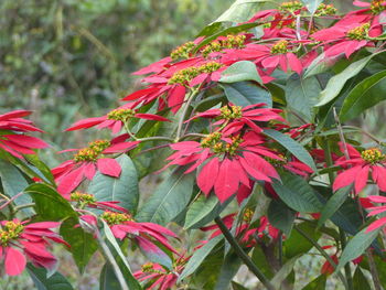 Close-up of red flowering plant