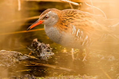 Close-up of bird in water