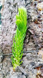 Close-up of fresh green plant