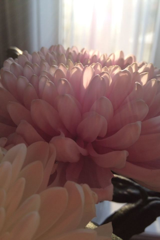 indoors, close-up, focus on foreground, freshness, flower, still life, table, no people, petal, fragility, orange color, sunlight, home interior, selective focus, day, large group of objects, flower head, red, nature, detail