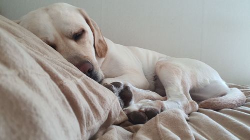 Dog sleeping on bed at home