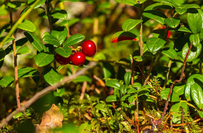 Close-up of cherries growing on tree