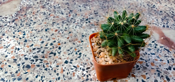 High angle view of potted plants on table