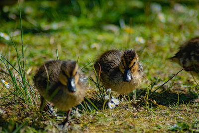 Birds in a field