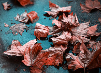 Close-up of autumn leaves