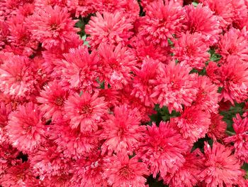 Full frame shot of pink flowering plants