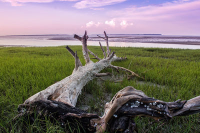 Close-up of grass on field by sea against sky