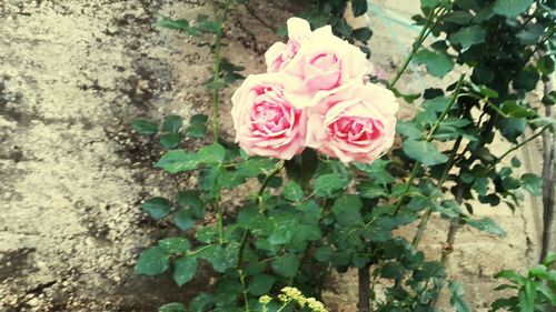 Close-up of pink rose blooming outdoors