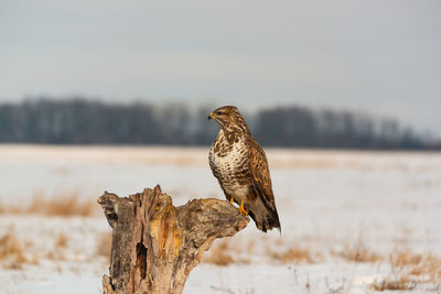 Common buzzard 