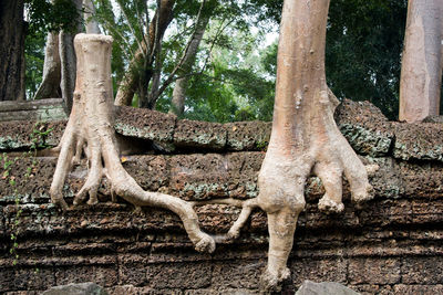 View of tree trunk