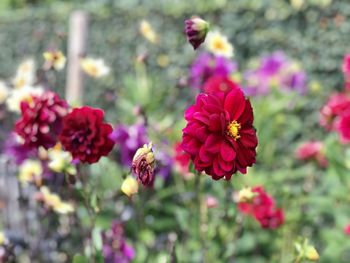 Close-up of honey bee on pink flowering plant