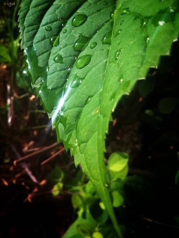 leaf, green color, growth, close-up, leaf vein, plant, nature, drop, focus on foreground, wet, selective focus, water, leaves, beauty in nature, high angle view, green, fragility, outdoors, day, freshness