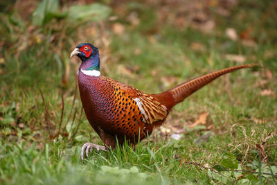 Close-up of pheasant on grassy field