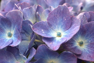 Close-up of purple flowering plant