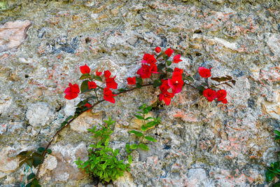 High angle view of red flowering plant on rock