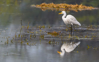 White bird in  a lake